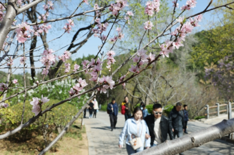 赴一场撒“野”春约，于花“海”小径沉醉